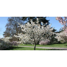 Слива колоновидна Блю Світ (середня) | Prunus columnar Blue Svit | Слива колонновидная Блю Свит (средняя)