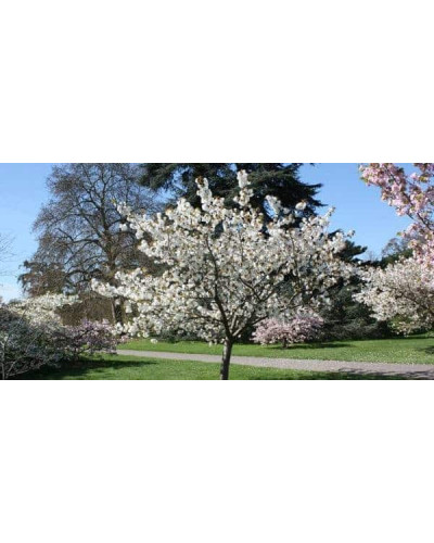 Слива колоновидна Блю Світ (середня) | Prunus columnar Blue Svit | Слива колонновидная Блю Свит (средняя)