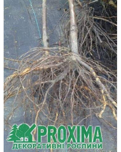 Слива колоновидна Блю Світ (середня) | Prunus columnar Blue Svit | Слива колонновидная Блю Свит (средняя)