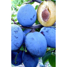 Слива домашня Чачакська рання | Слива домашняя Чачакська ранняя | Prunus domestica Chachak Early