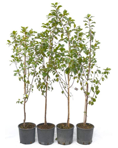 Слива домашня Чачакська рання | Слива домашняя Чачакська ранняя | Prunus domestica Chachak Early