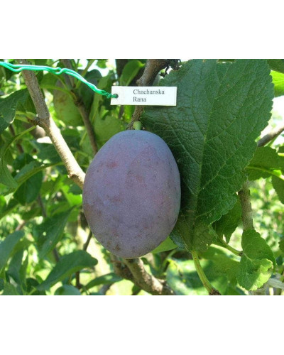Слива домашня Чачакська рання | Слива домашняя Чачакська ранняя | Prunus domestica Chachak Early