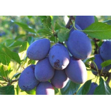 Слива домашня Чачакська рання | Слива домашняя Чачакська ранняя | Prunus domestica Chachak Early