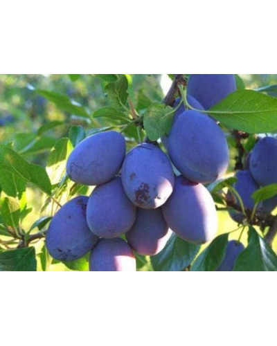 Слива домашня Чачакська рання | Слива домашняя Чачакська ранняя | Prunus domestica Chachak Early