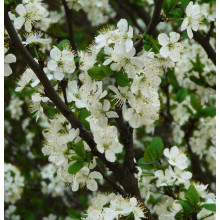 Слива домашня Чачакська рання | Слива домашняя Чачакська ранняя | Prunus domestica Chachak Early