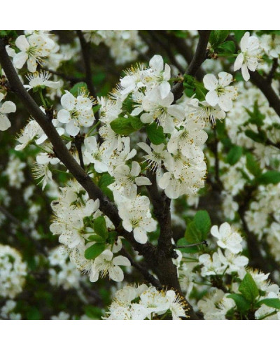Слива домашня Чачакська рання | Слива домашняя Чачакська ранняя | Prunus domestica Chachak Early