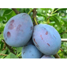 Слива домашня Чачакська рання | Слива домашняя Чачакська ранняя | Prunus domestica Chachak Early