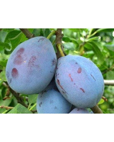 Слива домашня Чачакська рання | Слива домашняя Чачакська ранняя | Prunus domestica Chachak Early