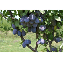 Слива домашня Чачакська рання | Слива домашняя Чачакська ранняя | Prunus domestica Chachak Early