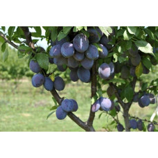 Слива домашня Чачакська рання | Слива домашняя Чачакська ранняя | Prunus domestica Chachak Early