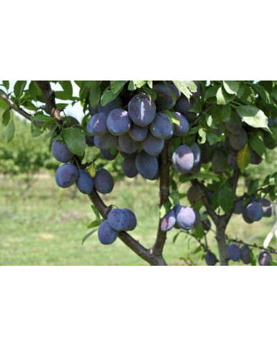 Слива домашня Чачакська рання | Слива домашняя Чачакська ранняя | Prunus domestica Chachak Early