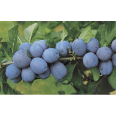 Слива домашня Чачакська рання | Слива домашняя Чачакська ранняя | Prunus domestica Chachak Early