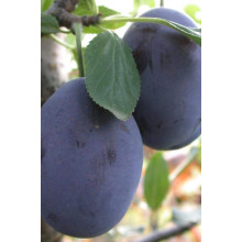 Слива домашня Стенлей (осіння) | Слива домашняя Стенлей (осенняя) | Prunus domestica Stanley