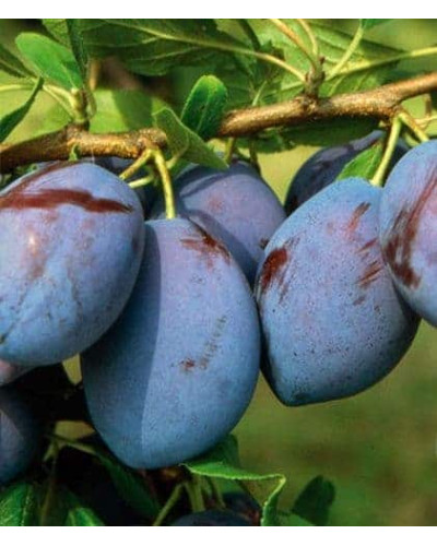 Слива домашня Стенлей (осіння) | Слива домашняя Стенлей (осенняя) | Prunus domestica Stanley