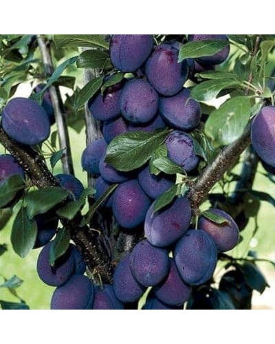 Слива домашня Стенлей (осіння) | Слива домашняя Стенлей (осенняя) | Prunus domestica Stanley