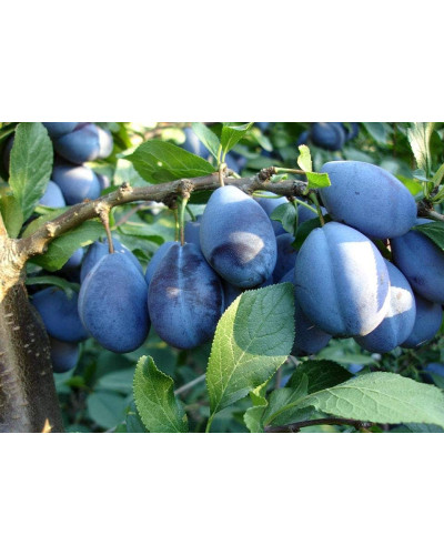 Слива домашня Стенлей (осіння) | Слива домашняя Стенлей (осенняя) | Prunus domestica Stanley
