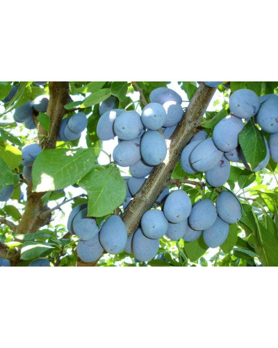 Слива домашня Стенлей (осіння) | Слива домашняя Стенлей (осенняя) | Prunus domestica Stanley