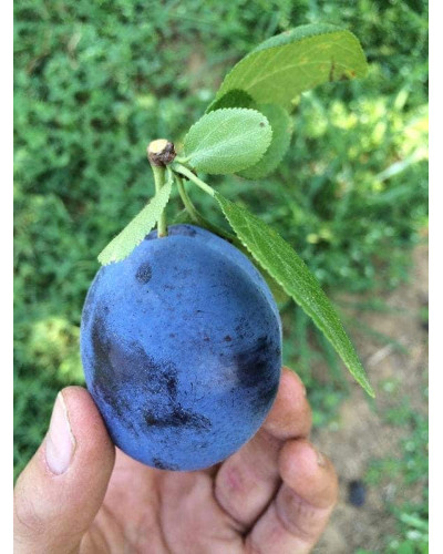 Слива домашня Стенлей (осіння) | Слива домашняя Стенлей (осенняя) | Prunus domestica Stanley