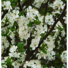 Слива домашня Стенлей (осіння) | Слива домашняя Стенлей (осенняя) | Prunus domestica Stanley