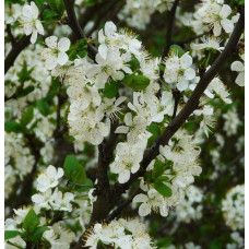 Слива домашня Стенлей (осіння) | Слива домашняя Стенлей (осенняя) | Prunus domestica Stanley