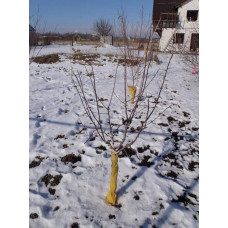 Слива домашня Стенлей (осіння) | Слива домашняя Стенлей (осенняя) | Prunus domestica Stanley