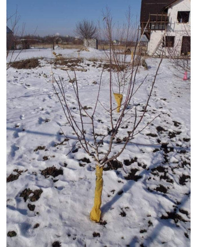 Слива домашня Стенлей (осіння) | Слива домашняя Стенлей (осенняя) | Prunus domestica Stanley