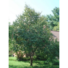 Слива домашня Стенлей (осіння) | Слива домашняя Стенлей (осенняя) | Prunus domestica Stanley