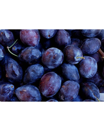 Слива домашня Стенлей (осіння) | Слива домашняя Стенлей (осенняя) | Prunus domestica Stanley