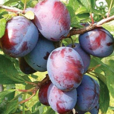 Слива домашня Ненька (середня) | Слива домашняя Нэнька (средняя) | Prunus domestica Nenka