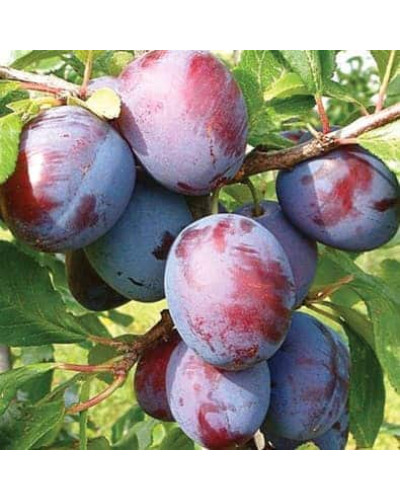 Слива домашня Ненька (середня) | Слива домашняя Нэнька (средняя) | Prunus domestica Nenka