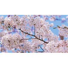Слива домашня Ненька (середня) | Слива домашняя Нэнька (средняя) | Prunus domestica Nenka