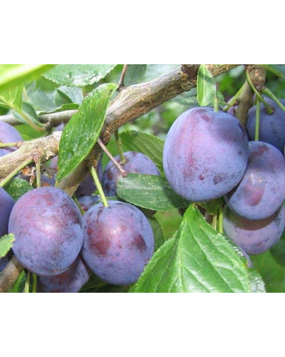 Слива домашня Кубанська (рання) | Слива домашняя Кубанская (ранняя) | Prunus domestica Kubans`ka