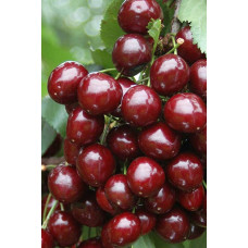 Вишня колоновидна Восхищеніє/Захоплення | Prunus columnar Voskhishcheniye | Вишня колоновидная Восхищение