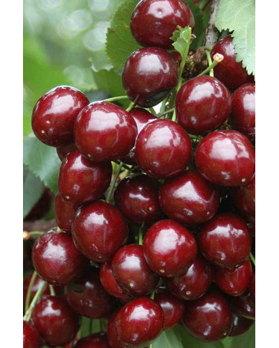 Вишня колоновидна Восхищеніє/Захоплення | Prunus columnar Voskhishcheniye | Вишня колоновидная Восхищение