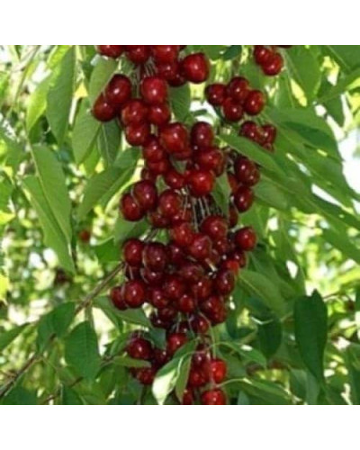 Вишня колоновидна Восхищеніє/Захоплення | Prunus columnar Voskhishcheniye | Вишня колоновидная Восхищение