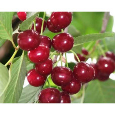 Вишня колоновидна Восхищеніє/Захоплення | Prunus columnar Voskhishcheniye | Вишня колоновидная Восхищение