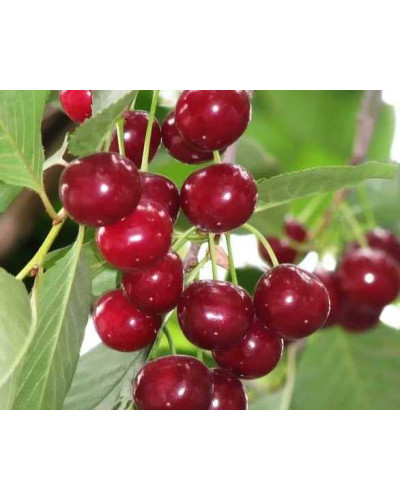 Вишня колоновидна Восхищеніє/Захоплення | Prunus columnar Voskhishcheniye | Вишня колоновидная Восхищение