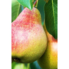 Груша домашня Бере Жиффар | Pyrus communis Bere Zhyffar | Груша домашняя Бере Жиффар