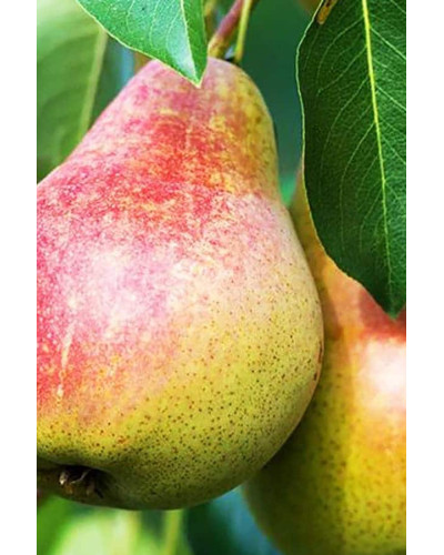 Груша домашня Бере Жиффар | Pyrus communis Bere Zhyffar | Груша домашняя Бере Жиффар