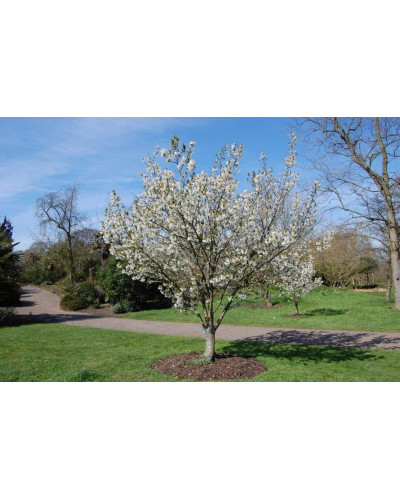 Груша домашня Бере Жиффар | Pyrus communis Bere Zhyffar | Груша домашняя Бере Жиффар