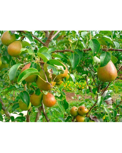 Груша домашня Бере Жиффар | Pyrus communis Bere Zhyffar | Груша домашняя Бере Жиффар