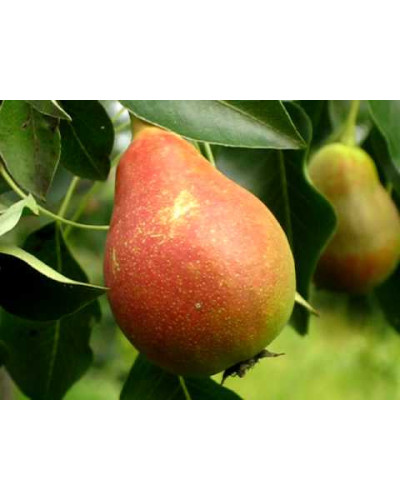 Груша домашня Бере Жиффар | Pyrus communis Bere Zhyffar | Груша домашняя Бере Жиффар