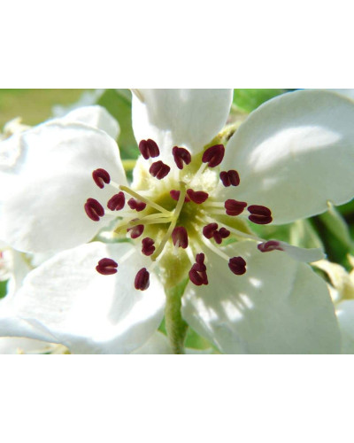 Груша домашня Бере Жиффар | Pyrus communis Bere Zhyffar | Груша домашняя Бере Жиффар