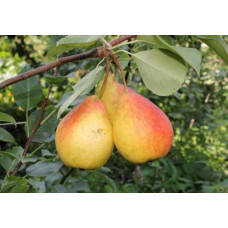 Груша домашня Бере Жиффар | Pyrus communis Bere Zhyffar | Груша домашняя Бере Жиффар