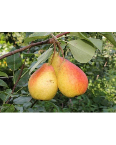 Груша домашня Бере Жиффар | Pyrus communis Bere Zhyffar | Груша домашняя Бере Жиффар