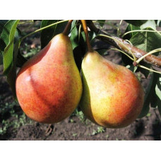 Груша домашня Бере Жиффар | Pyrus communis Bere Zhyffar | Груша домашняя Бере Жиффар