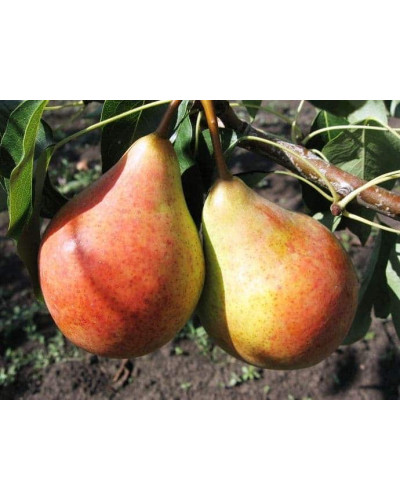 Груша домашня Бере Жиффар | Pyrus communis Bere Zhyffar | Груша домашняя Бере Жиффар