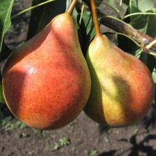 Груша домашня Бере Жиффар | Pyrus communis Bere Zhyffar | Груша домашняя Бере Жиффар
