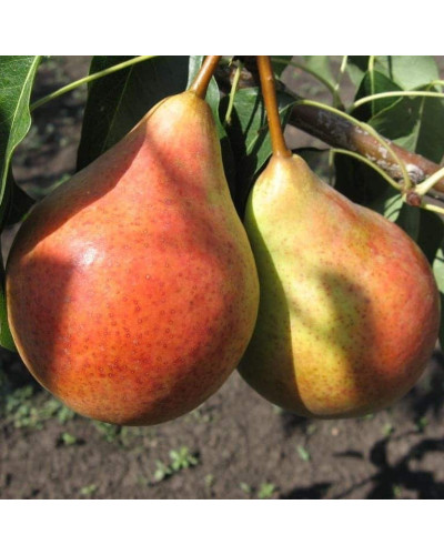 Груша домашня Бере Жиффар | Pyrus communis Bere Zhyffar | Груша домашняя Бере Жиффар