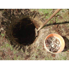 Груша домашня Бере Жиффар | Pyrus communis Bere Zhyffar | Груша домашняя Бере Жиффар